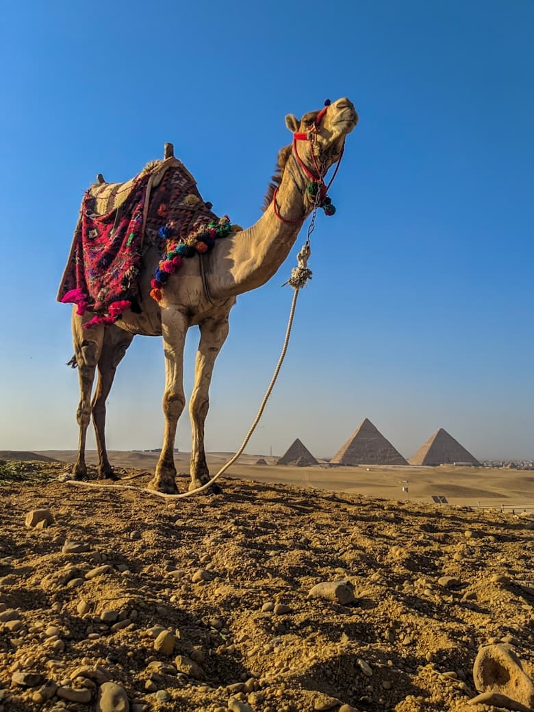 Camel in front of Pyramids
